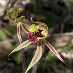 Caladenia actensis at suppressed - 6 Oct 2022