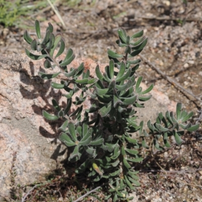 Persoonia rigida (Hairy Geebung) at Rendezvous Creek, ACT - 3 Oct 2022 by RAllen