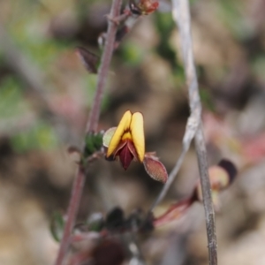 Bossiaea buxifolia at Rendezvous Creek, ACT - suppressed