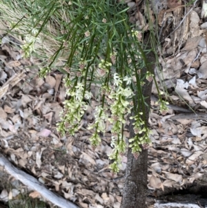 Stackhousia monogyna at Cotter River, ACT - 4 Oct 2022 02:56 PM