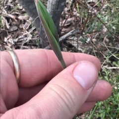 Calochilus platychilus (Purple Beard Orchid) at Molonglo Valley, ACT - 5 Oct 2022 by RangerRiley