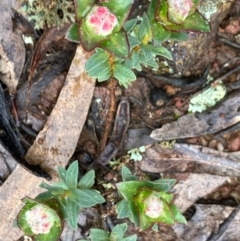 Pimelea (genus) (Rice Flower) at Fentons Creek, VIC - 26 Sep 2022 by KL