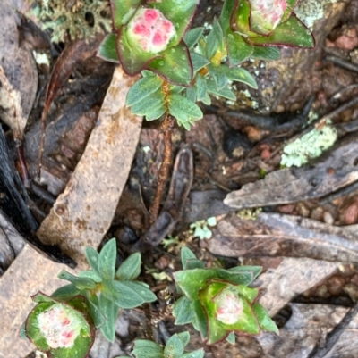 Pimelea sp. (Rice Flower) at Fentons Creek, VIC - 26 Sep 2022 by KL