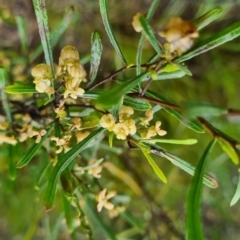 Dodonaea viscosa subsp. angustifolia (Giant Hop-bush) at Mount Jerrabomberra - 6 Oct 2022 by roachie