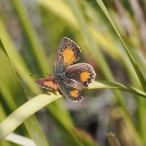 Paralucia aurifera at Rendezvous Creek, ACT - suppressed