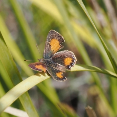 Paralucia aurifera (Bright Copper) at Rendezvous Creek, ACT - 3 Oct 2022 by RAllen