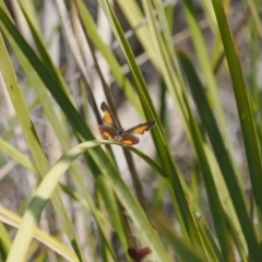 Paralucia aurifera at Rendezvous Creek, ACT - suppressed