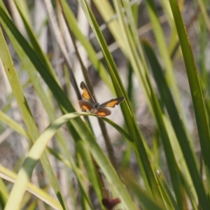 Paralucia aurifera at Rendezvous Creek, ACT - suppressed