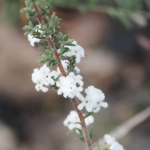 Leucopogon microphyllus var. pilibundus at Rendezvous Creek, ACT - 3 Oct 2022