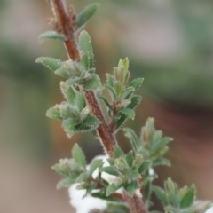 Leucopogon microphyllus var. pilibundus at Rendezvous Creek, ACT - 3 Oct 2022