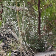 Leucopogon microphyllus var. pilibundus at Rendezvous Creek, ACT - 3 Oct 2022