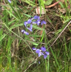 Comesperma volubile (Love Creeper) at Stirling Park - 2 Oct 2022 by grakymhirth@tpg.com