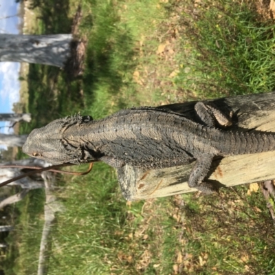 Pogona barbata (Eastern Bearded Dragon) at Stirling Park - 2 Oct 2022 by grakymhirth@tpg.com