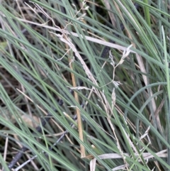 Poa (genus) (A Snow Grass) at Rendezvous Creek, ACT - 3 Oct 2022 by RAllen