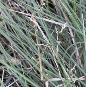 Poa sp. at Rendezvous Creek, ACT - 3 Oct 2022