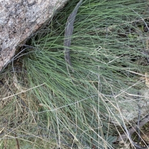 Poa sp. at Rendezvous Creek, ACT - 3 Oct 2022