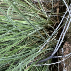 Poa sp. at Rendezvous Creek, ACT - 3 Oct 2022