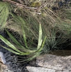 Poa sp. at Rendezvous Creek, ACT - 3 Oct 2022