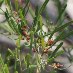 Dodonaea viscosa subsp. angustissima (Hop Bush) at Rendezvous Creek, ACT - 3 Oct 2022 by RAllen