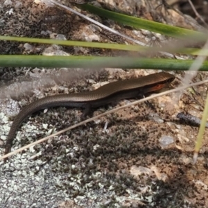 Acritoscincus platynotus at Rendezvous Creek, ACT - 3 Oct 2022