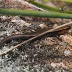 Acritoscincus platynotus at Rendezvous Creek, ACT - 3 Oct 2022