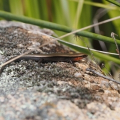 Acritoscincus platynotus at Rendezvous Creek, ACT - 3 Oct 2022