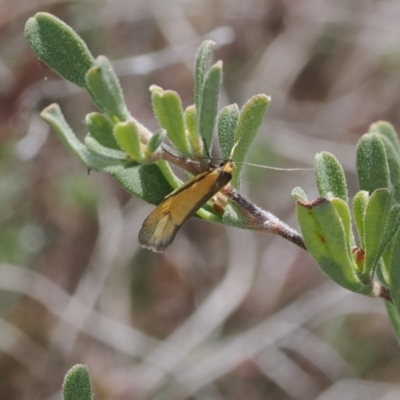 Philobota undescribed species near arabella (A concealer moth) at Rendezvous Creek, ACT - 3 Oct 2022 by RAllen