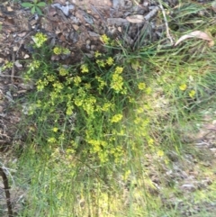 Pimelea curviflora (Curved Rice-flower) at Yarralumla, ACT - 2 Nov 2021 by grakymhirth@tpg.com