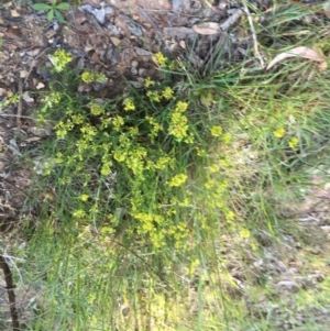 Pimelea curviflora at Yarralumla, ACT - 2 Nov 2021 08:26 AM