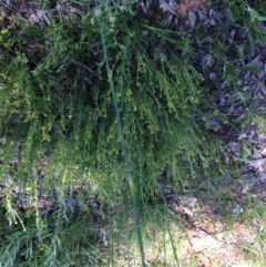 Pimelea curviflora at Yarralumla, ACT - 2 Nov 2021