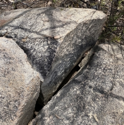 Varanus rosenbergi (Heath or Rosenberg's Monitor) at Rendezvous Creek, ACT - 3 Oct 2022 by RAllen