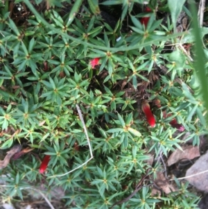 Styphelia humifusum at Yarralumla, ACT - suppressed