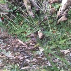 Astroloma humifusum at Yarralumla, ACT - 22 Mar 2022