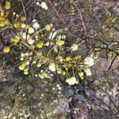 Acacia genistifolia (Early Wattle) at Stirling Park - 19 Jul 2022 by grakymhirth@tpg.com