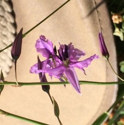 Arthropodium fimbriatum (Nodding Chocolate Lily) at Yarralumla, ACT - 24 Nov 2020 by grakymhirth@tpg.com