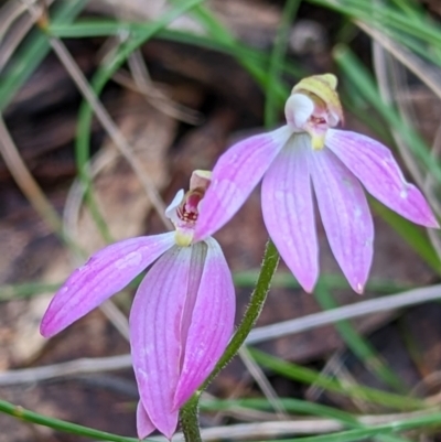 Caladenia carnea (Pink Fingers) at Mcleods Creek Res (Gundaroo) - 6 Oct 2022 by MPennay