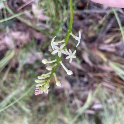 Stackhousia monogyna (Creamy Candles) at Mount Jerrabomberra - 6 Oct 2022 by Mavis