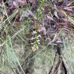 Stackhousia monogyna at Jerrabomberra, NSW - 6 Oct 2022