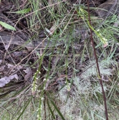 Stackhousia monogyna at Jerrabomberra, NSW - 6 Oct 2022