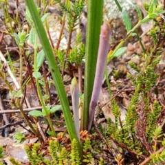 Thelymitra sp. (A Sun Orchid) at Wanniassa Hill - 6 Oct 2022 by Mike