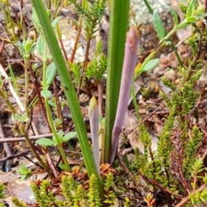 Thelymitra sp. at Jerrabomberra, ACT - suppressed