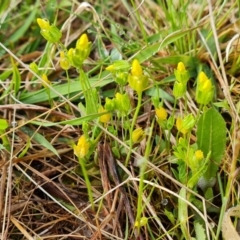 Cicendia quadrangularis (Oregon Timwort) at Jerrabomberra, ACT - 6 Oct 2022 by Mike