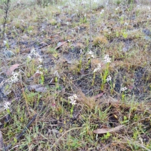 Wurmbea dioica subsp. dioica at Jerrabomberra, ACT - 6 Oct 2022