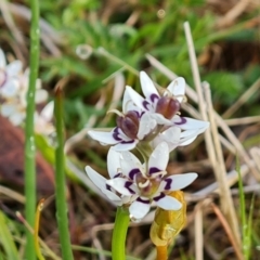 Wurmbea dioica subsp. dioica at Jerrabomberra, ACT - 6 Oct 2022