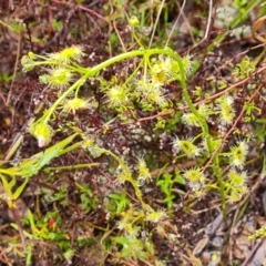 Drosera gunniana (Pale Sundew) at Wanniassa Hill - 6 Oct 2022 by Mike