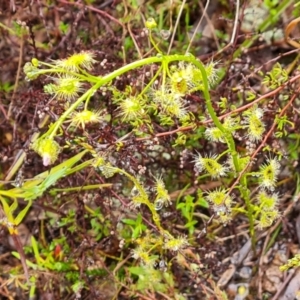 Drosera gunniana at Jerrabomberra, ACT - 6 Oct 2022 04:06 PM