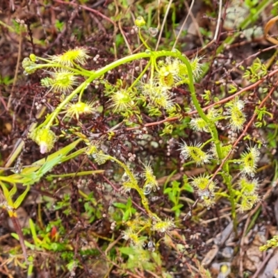 Drosera gunniana (Pale Sundew) at Jerrabomberra, ACT - 6 Oct 2022 by Mike