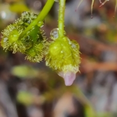 Drosera gunniana at Jerrabomberra, ACT - 6 Oct 2022 04:06 PM