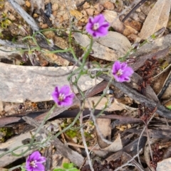 Thysanotus patersonii (Twining Fringe Lily) at Wanniassa Hill - 6 Oct 2022 by Mike