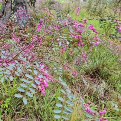 Indigofera australis subsp. australis (Australian Indigo) at Isaacs, ACT - 6 Oct 2022 by Mike